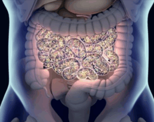 Gut-Health
